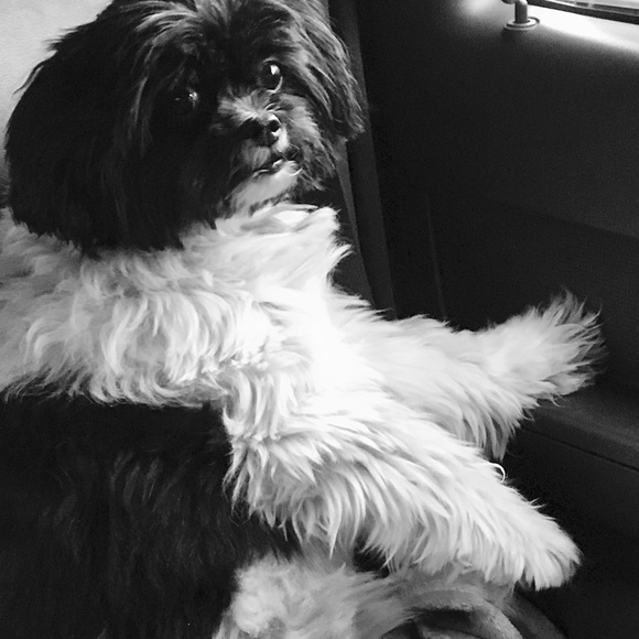 Meet your Posher, Sommer - Picture 3 of 8